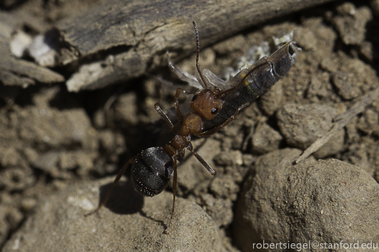 ant with pillbug
